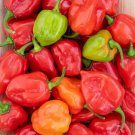 25+ Caribbean Blend Hot Pepper Seeds for Garden Planting - USA - FREE SHIPPING