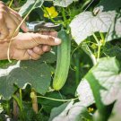 25+ Fatum Cucumber Seeds for Smooth Crisp Harvests in Backyard Gardens USA FREE SHIPPING
