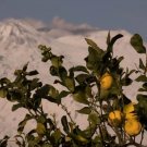 5+ Limone dell'Etna Lemon Seeds for Garden Planting in Containers or Yards - USA - FREE SHIPPING