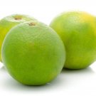 5+ Sweet Lemon Seeds (Lime Variety) for Garden Planting in Pots or Yards - USA - FREE SHIPPING