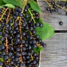 10+ Black Cherry Seeds for Garden Planting in Orchards or Landscapes - USA - FREE SHIPPING