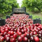 10+ Lapins Cherry Seeds for Garden Planting in Orchards or Large Pots - USA - FREE SHIPPING