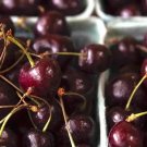 10+ Van Cherry Seeds for Garden Planting in Backyard Orchards or Pots - USA - FREE SHIPPING