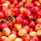 10+ Queen Anne Cherry Seeds for Garden Planting in Containers or Orchards - USA - FREE SHIPPING