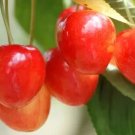 10+ Bigarreau Cherry Seeds for Garden Planting in Containers or Orchards - USA - FREE SHIPPING