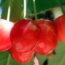 10+ Merton Glory Cherry Seeds for Garden Planting in Pots or Orchards - USA - FREE SHIPPING