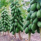 25+ Red Mexican Papaya Seeds for Garden Planting in Warm Zones or Containers - USA - FREE SHIPPING