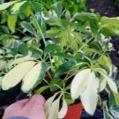 Trinette Variegated Schefflera Live Plant 10 to 12in Tall Umbrella Tree for Home or Office - USA
