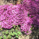 Creeping Phlox Subulata Pink Live Starter Plant for Ground Cover or Borders - USA - FAST SHIPPING
