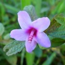Urena Lobata Live Plant 10in Tall Caesarweed Congo Jute Flowering Medicinal Herb - USA