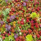 100+ Mixed Sedum Seeds for Colorful Succulent Groundcover and Rock Gardens - USA