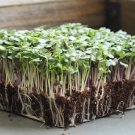 100+ Basic Salad Mix Microgreen Seeds for Sprouting Heirloom Greens and Home Growing - USA
