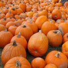 5 Sugar Pie Pumpkin Seeds for Sweet Garden Harvests and Compact Backyard Growing - USA