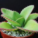 25 Kalanchoe Daigremontiana Seeds for Rare Mother of Thousands Succulent Plants - USA
