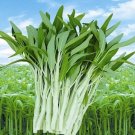 50+ White Stem Water Spinach Seeds Ong Choy Rau Muống Trắng for Summer Gardens - USA