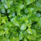 200+ Peperomia Pellucida Seeds Rau Cang Cua Krasang Teap Herb for Garden Use - USA