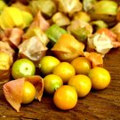 50 Ground Cherry Seeds Cape Gooseberry for Garden Planting - Edible Fruit - USA