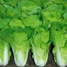 500+ Chinese Cabbage Seeds Pak Choi Kuai Cai for Garden Planting - Fast Growing - USA