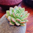 15 Lithops Living Stone Seeds – Rare Succulent Flowering Cactus for Unique USA Indoor Gardens