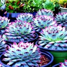 15 Living Stone Succulent Seeds – Rare Flowering Lithops for Unique Cactus-Like USA Gardens