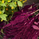 500+ Pygmy Torch Amaranthus Seeds Compact Red Caudatus Variety for Bold Garden Color USA