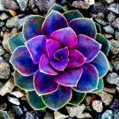 15 Living Stones Succulent Seeds – Rare Lithops Cactus – Unique Pebble-Look Indoor Plants USA