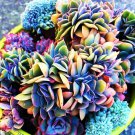 15 Living Stones Succulent Seeds – Rare Lithops Cactus – Pebble-Like Decorative Plants USA