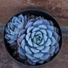 20 Echeveria Minima Seeds – Compact Blue Rosettes – Mini Succulent Plants for Pots or Trays USA