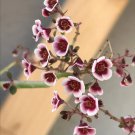 7 Euphorbia Guiengola Seeds – Rare Caudex Succulent with Star-Like Growth – Exotic USA Plant