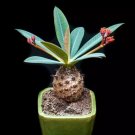 5 Seeds Rare Euphorbia pachypodioides – Exotic Succulent Cactus for Unique Indoor Display