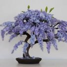 10 Jacaranda Mimosifolia Tree Seeds – Blue Flamboyant Bonsai with Rare Lavender Flowers