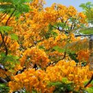 10 Yellow Flamboyant Tree Seeds (Delonix regia) – Rare Royal Poinciana for Tropical Gardens