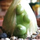 15 Pregnant Onion Seeds (Ornithogalum caudatum) – Rare Succulent Bulb, False Sea Onion