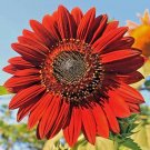 50 Red Sun Sunflower Seeds for Planting – Bold Blooms for Home Gardens – USA Shipping
