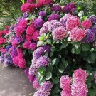 20 Hydrangea Flower Seeds – Rare Exotic Ball-Shaped Blooms for Garden Bushes USA