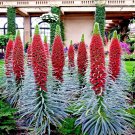 20 Tower of Jewels Seeds Echium wildpretii – Striking Spire Blooms for Pollinator Gardens USA