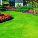 5000 Emerald Zoysia Grass Seeds Premium Lawn Turf for Drought + Heat Tolerant Yards USA