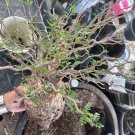 Operculicarya Pachypus – 5 Rare Seeds – Unique Succulent Bonsai Plant for Fast Growth