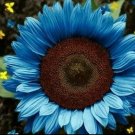 50+ Bright Blue Sunflower Seeds – Rare Fast-Growing Sunflower for Garden Color
