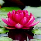 3 Colorful Lotus Water Lily Seeds – Easy-Grow Aquatic Plant for Pond or Aquarium