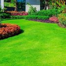 10000 Emerald Zoysia Grass Seeds – Drought Tolerant Lawn Turf for Heat-Resistant Landscaping