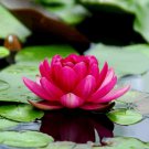3 Sacred Lotus Bulbs – Colorful Live Water Lily Plants for Ponds or Aquariums Easy to Grow