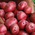 226g Red Pontiac Seed Potatoes – USDA Certified Red Potatoes for Garden Planting