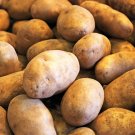 16oz Russet Burbank Seed Potatoes – USDA Certified Potatoes for Home Garden Planting