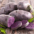 500g Blue Adirondack Seed Potatoes USDA Certified Planting Purple Potatoes for Gardens USA