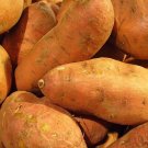 1000g Sweet Potatoes USDA Certified for Planting Orange Flesh Potato Seeds USA