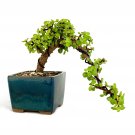 Jade Bonsai Tree 3-5 Years Old 10-14in Tall Potted in 5in Ceramic Pot Indoor Plant