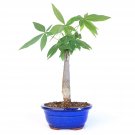 Money Tree Pachira Bonsai 11-15in Tall Potted in 6in Bonsai Pot Indoor Plant USA