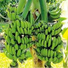 2 Double Mahoi Banana Trees 3-8 Inch Live Tropical Fruit Plants for Garden and Backyard Growing