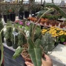 Sarian Elephant Ear African Mask Alocasia Live Plant for Home and Garden